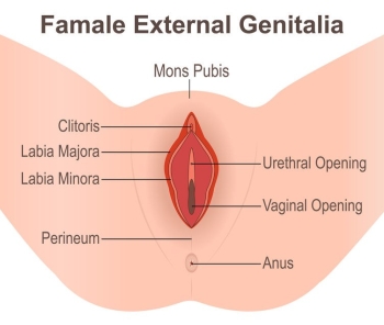what is vulvar vestibulitis: sex therapy image