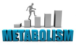 Metabolism image