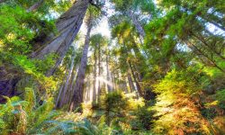 Stressed Out Teens? Try Forest Bathing. image