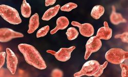 Mycoplasma Genitalium and Why It May Be a Problem image